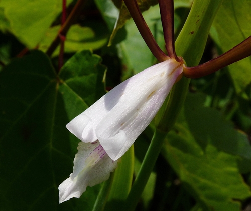 {Cleistesiopsis oricamporum}